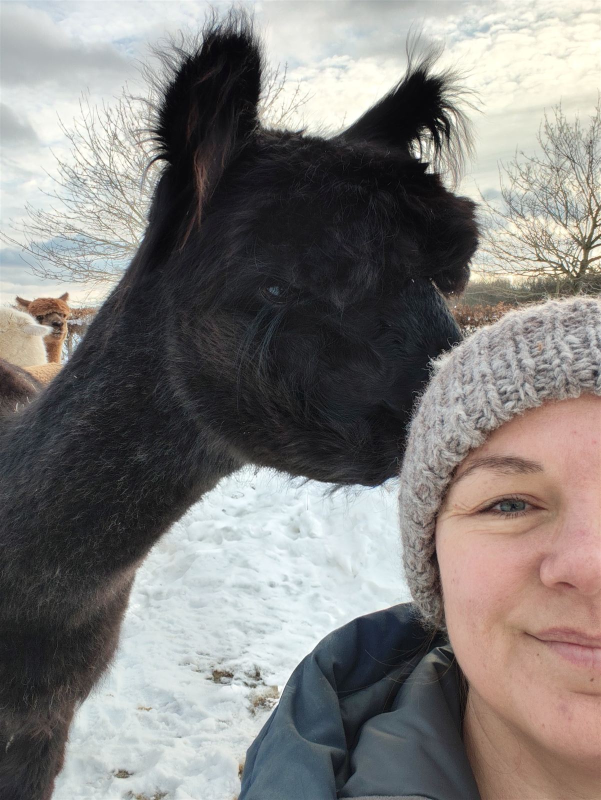 Maja med alpakaerne