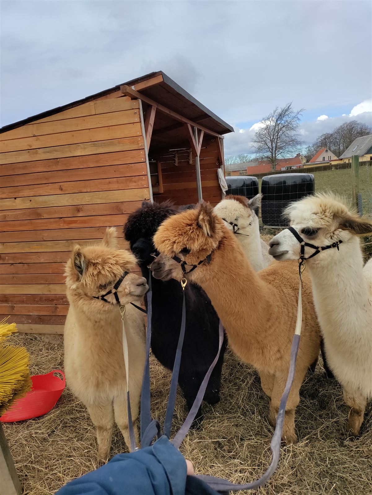 Alle alpakaer samlet